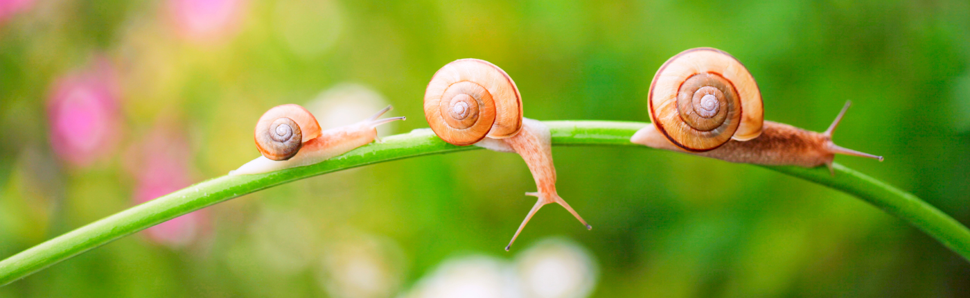 three snails on a long leaf of grass